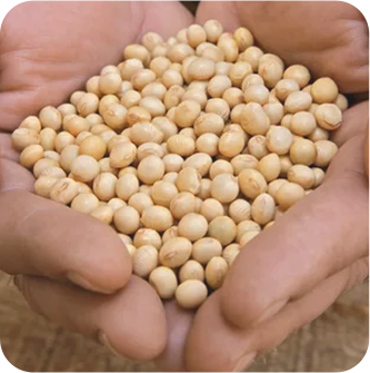 Image for choice number 4